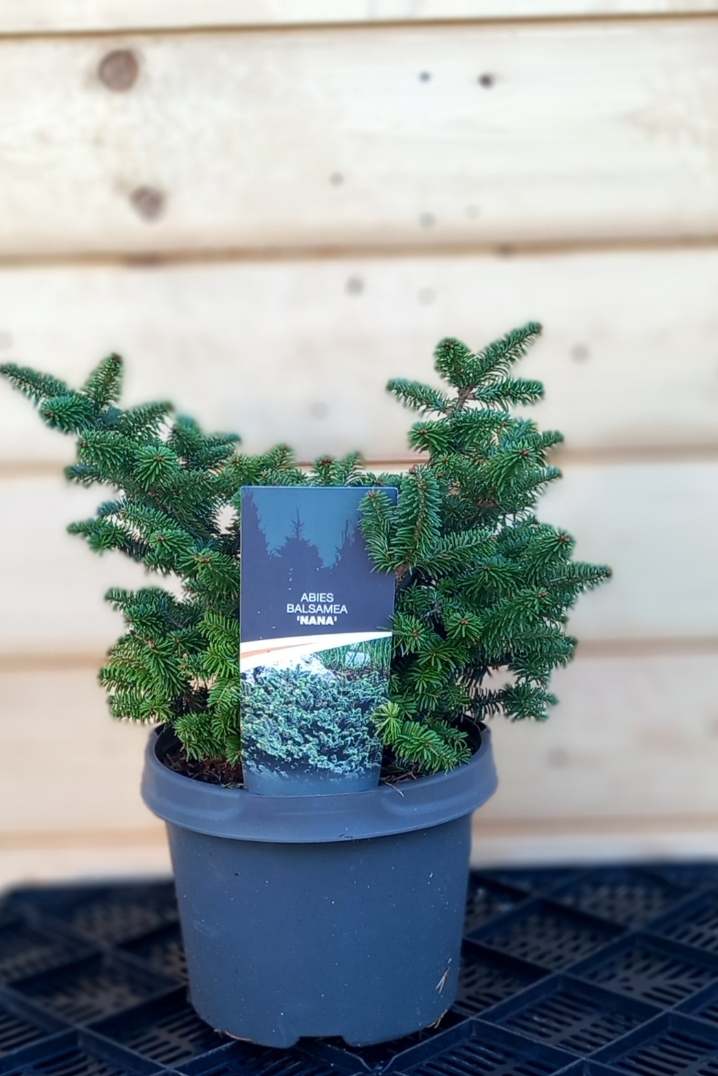 Abies balsamea 'Nana'