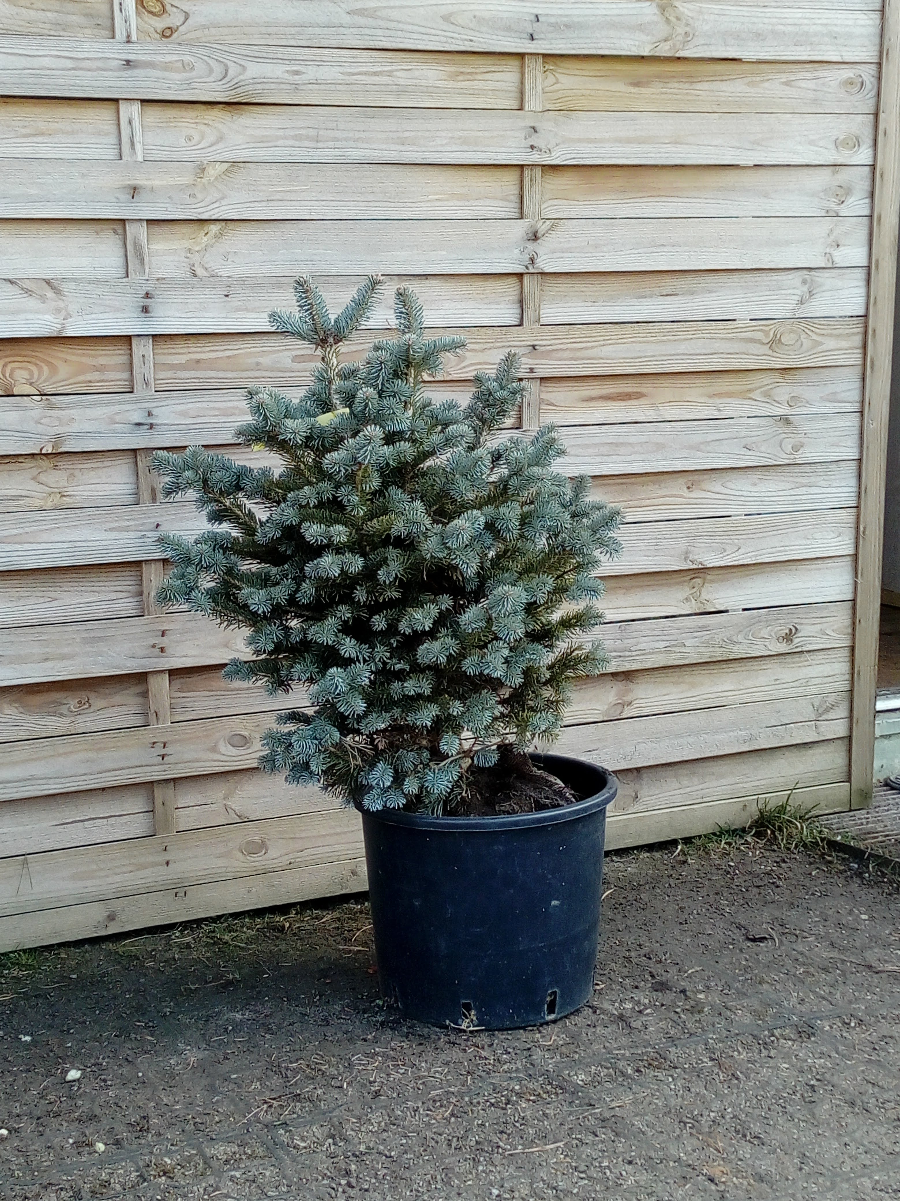 Abies concolor 'Archer's Dwarf'
