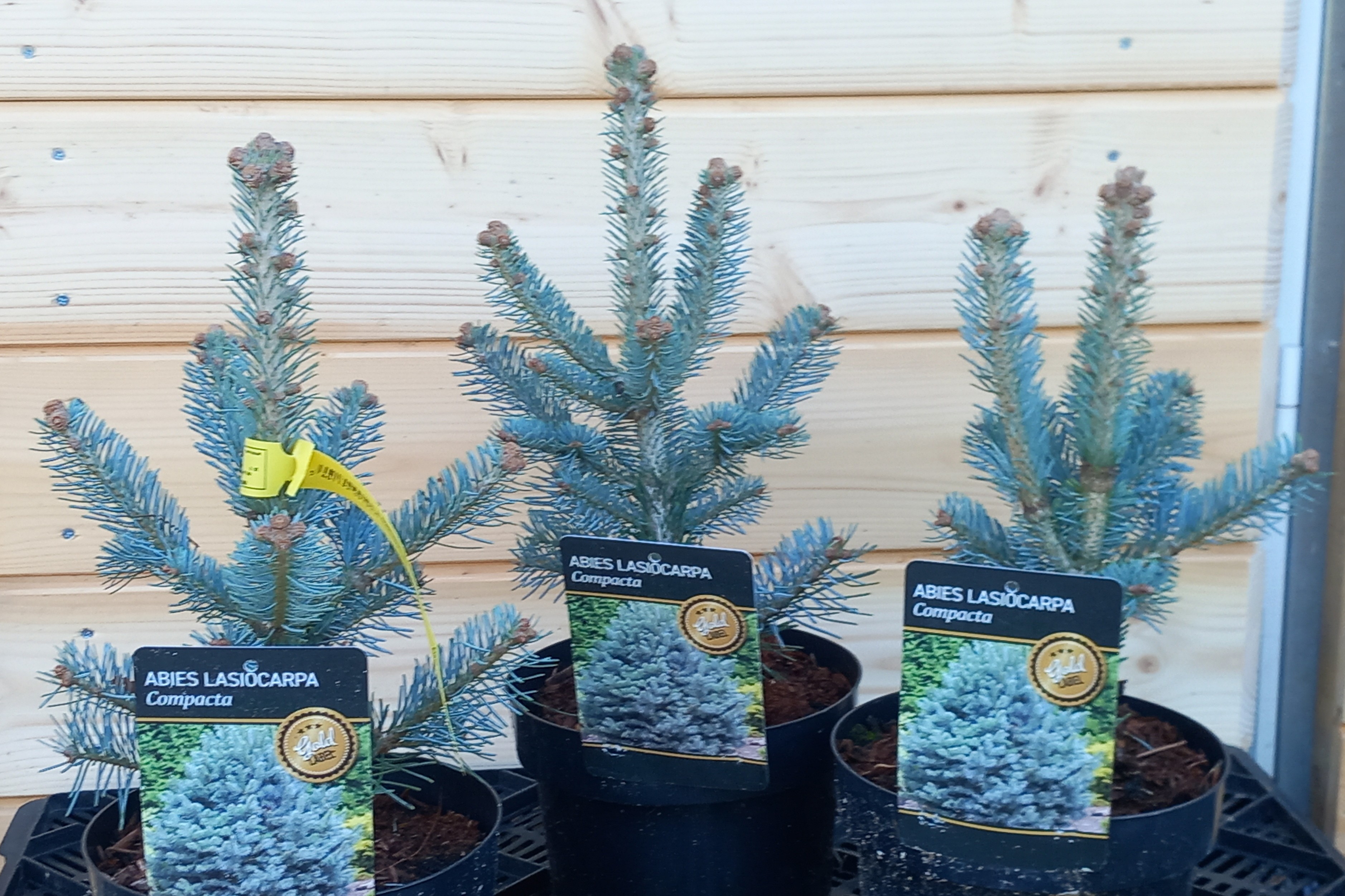 Abies lasiocarpa 'Compacta'