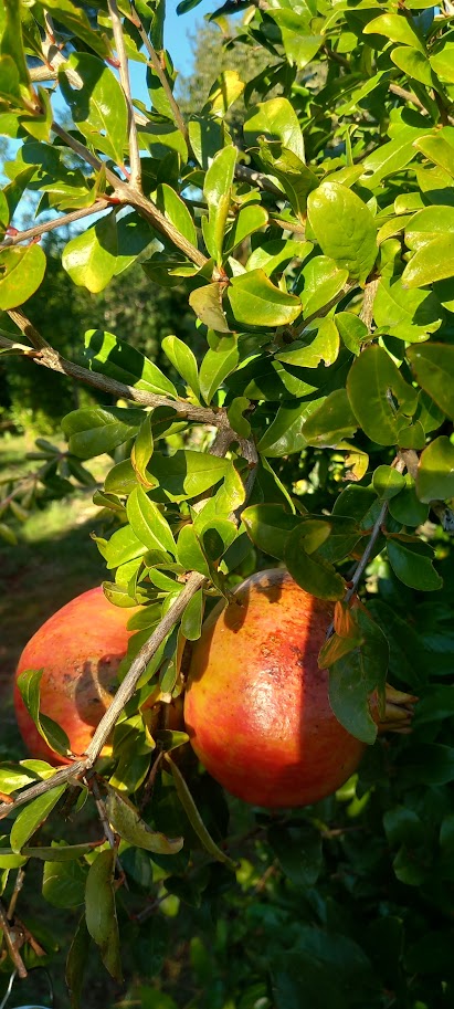 Punica gran. 'Dente di Cavallo'