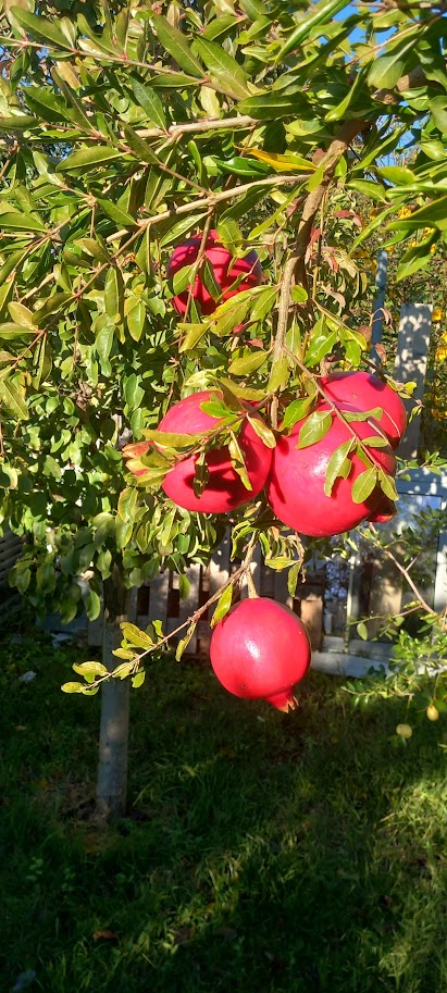 Punica gran. 'Fina Tendral'