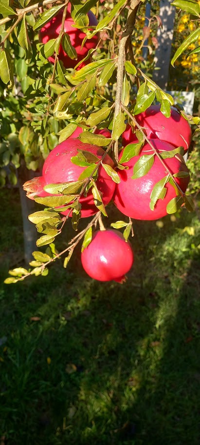 Punica gran. 'Mollar de Elche'