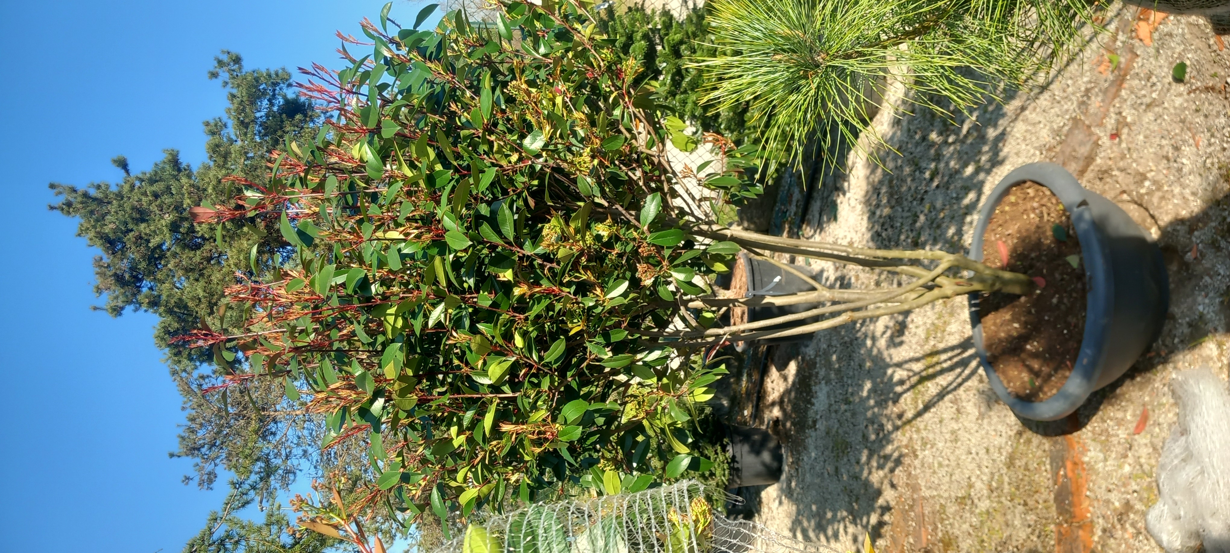 PHOTINIA FRASERI PINK MARBLE