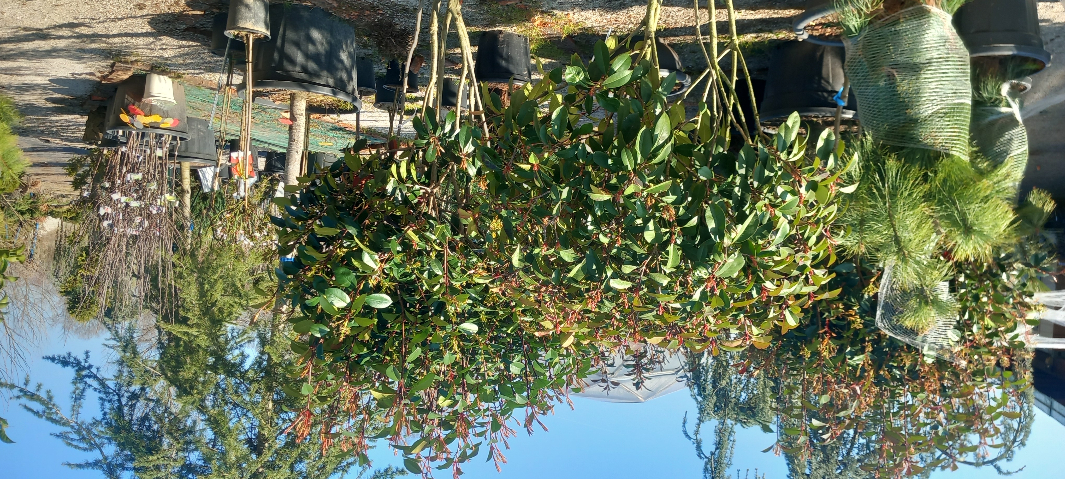PHOTINIA FRASERI PINK MARBLE