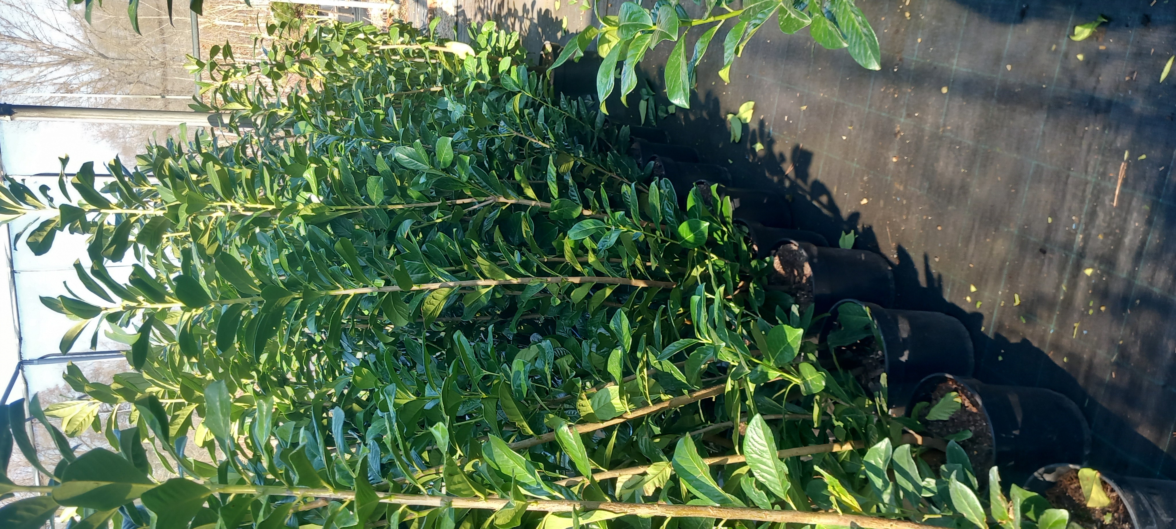 PRUNUS LAUROCERASUS NOVITA