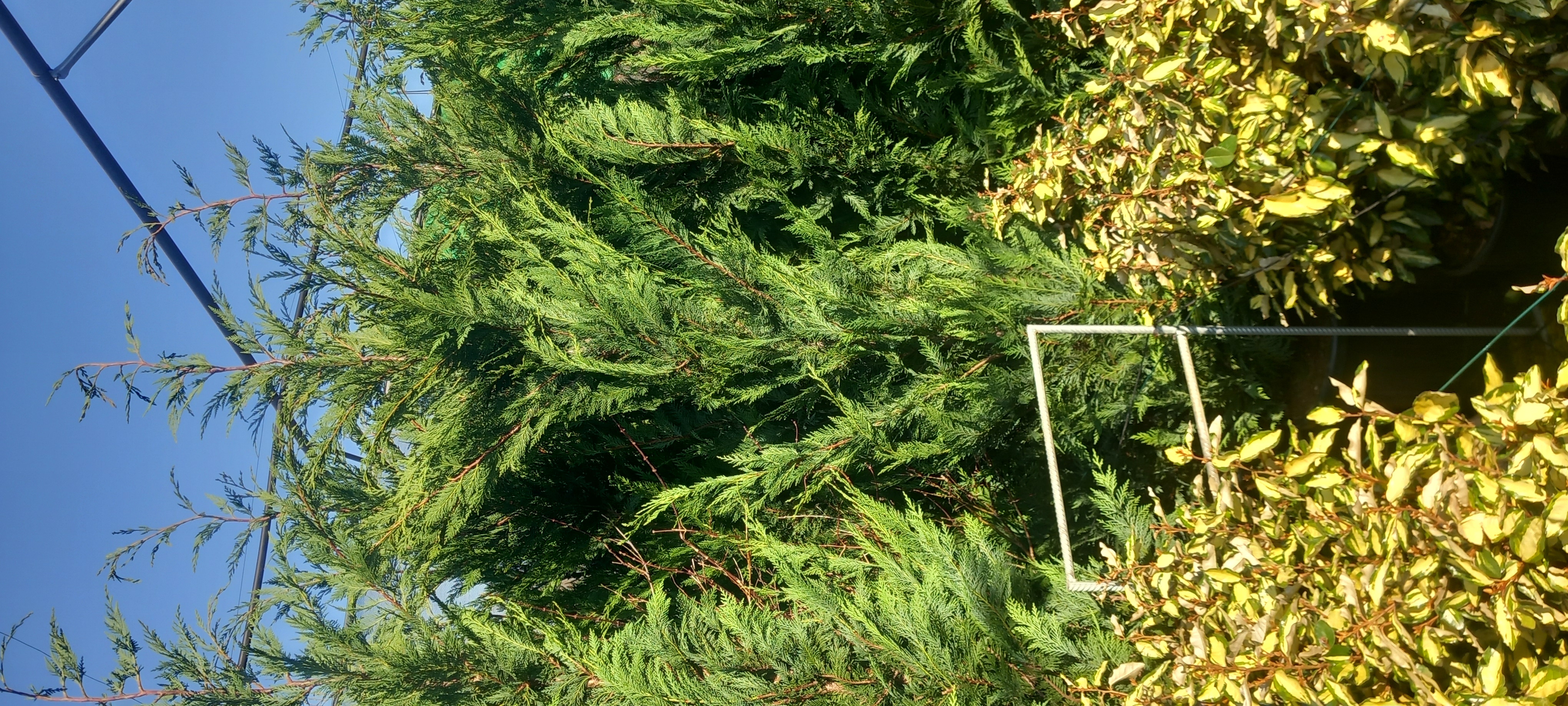 CUPRESSOCYPARIS LEYLANDII