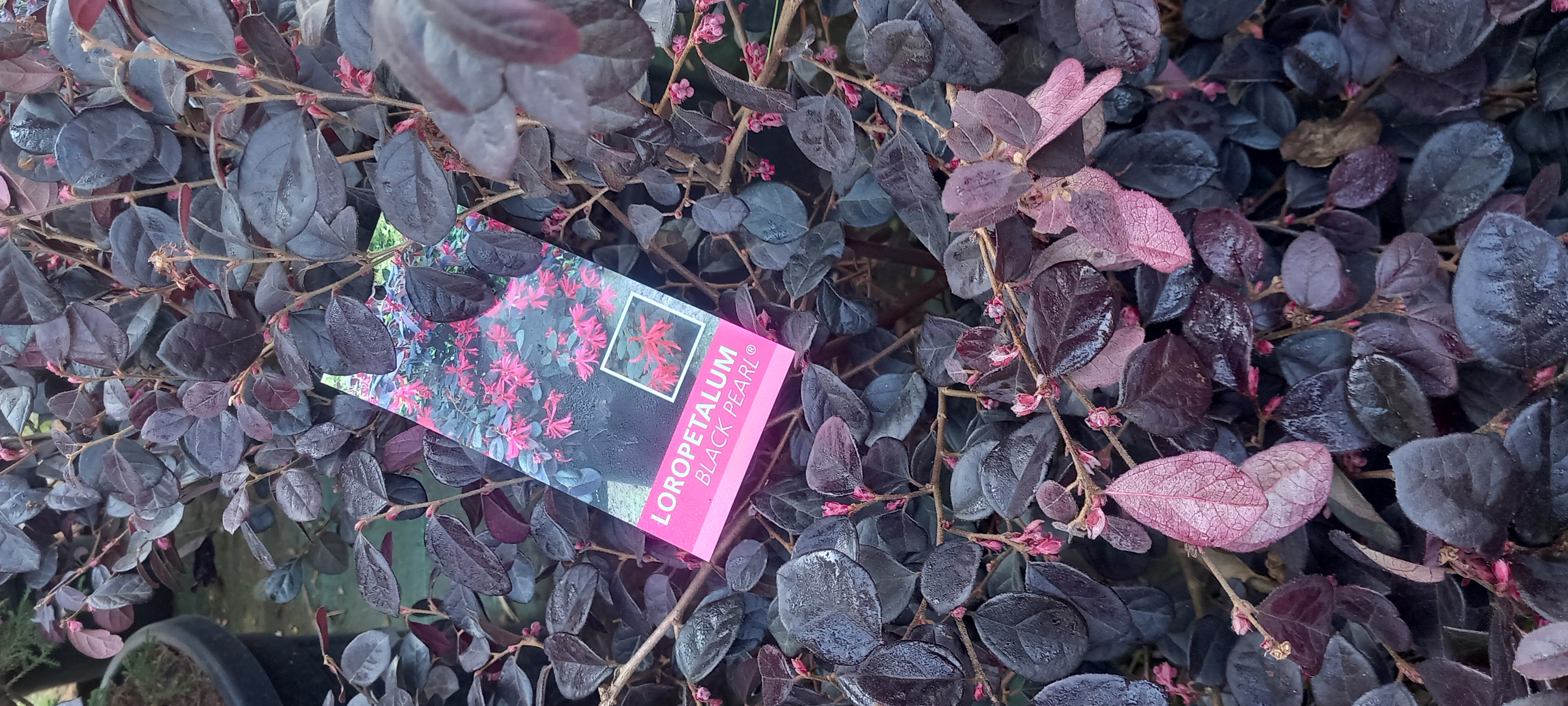 LOROPETALUM CHINENSIS BLACK PEARL