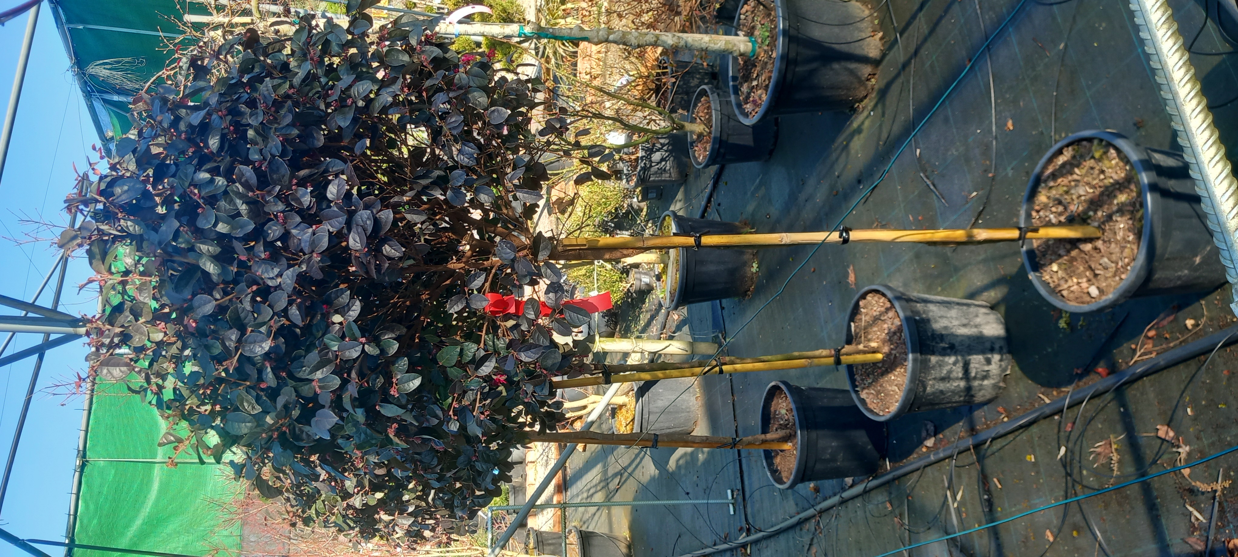 LOROPETALUM CHINENSIS FEDE