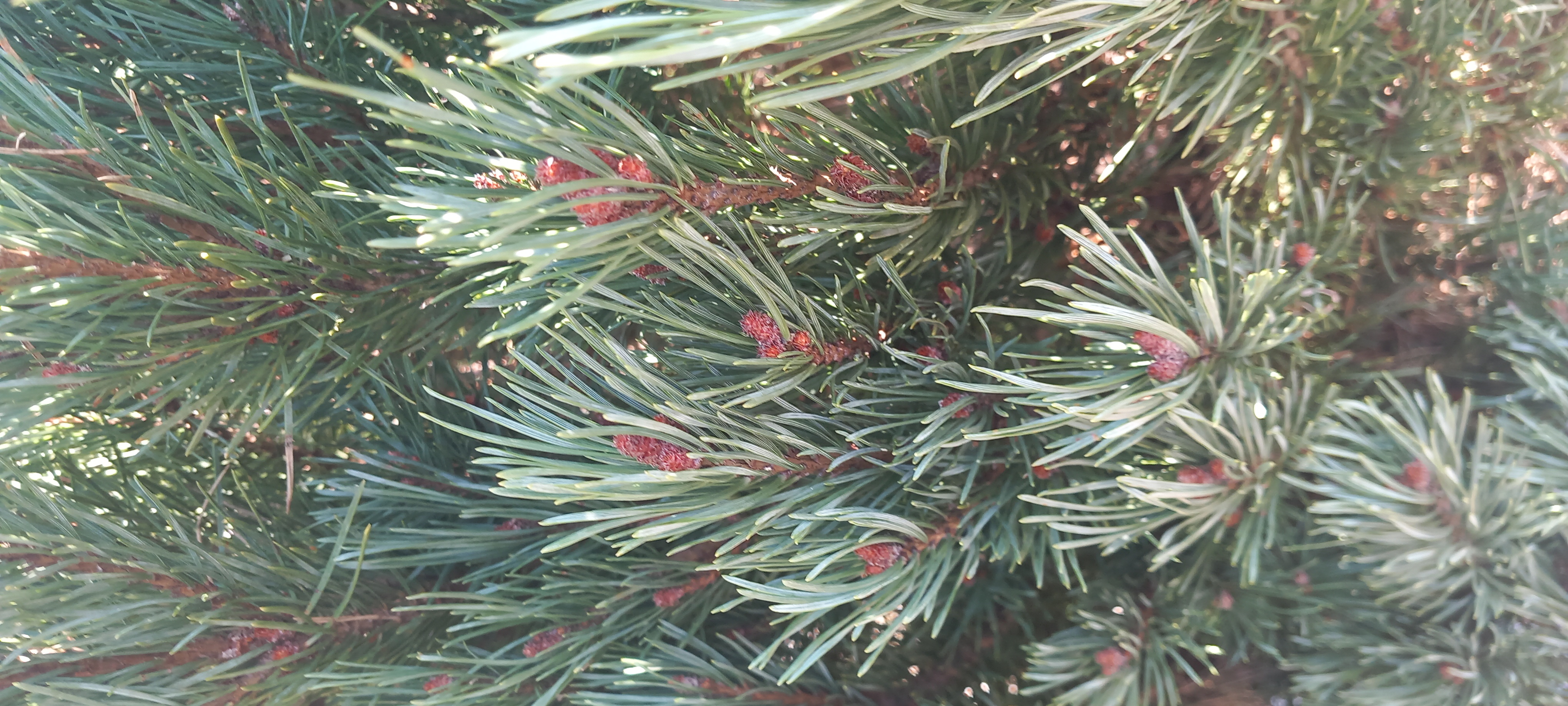 PINUS SYLVESTRIS WATERERI NANA