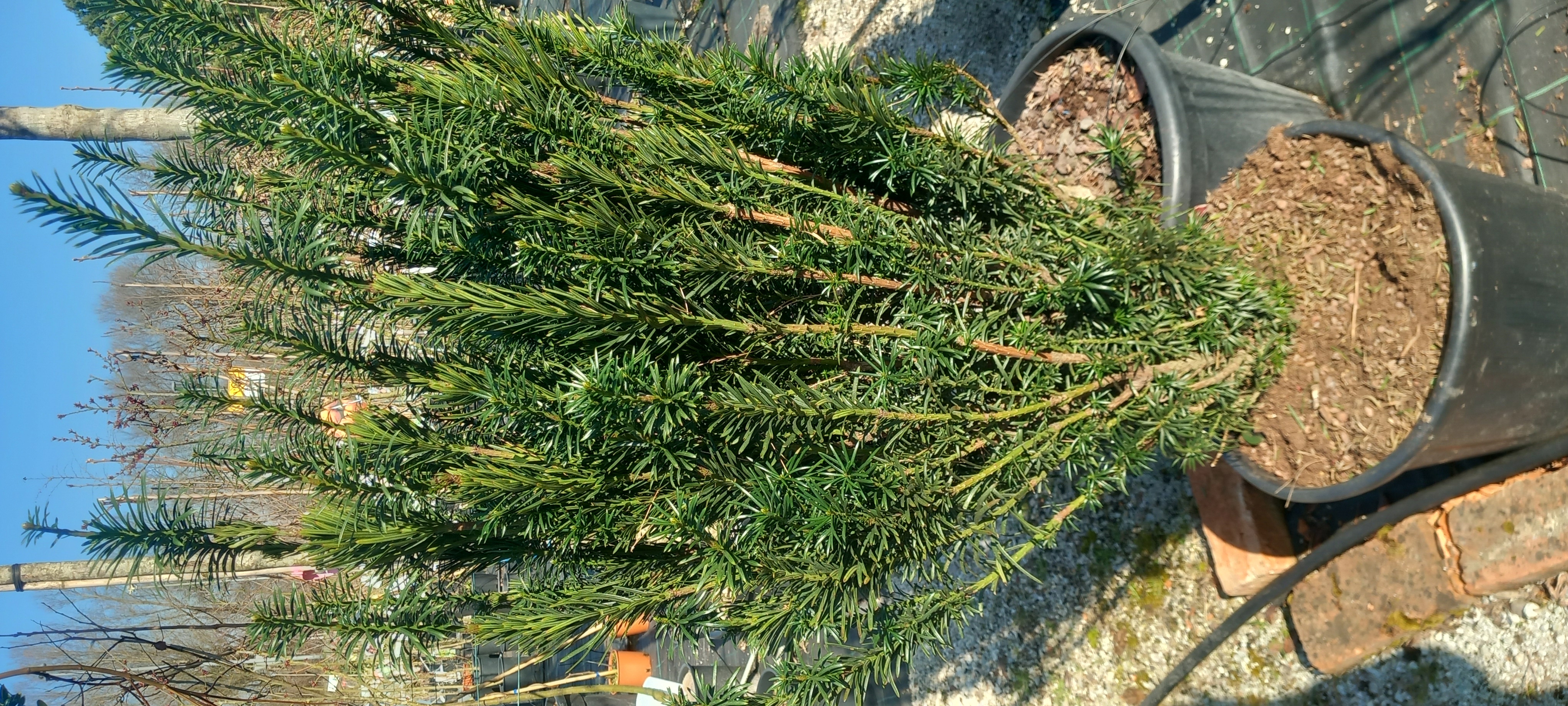 CEPHALOTAXUS HARRINGTONIA FASTIGIATA