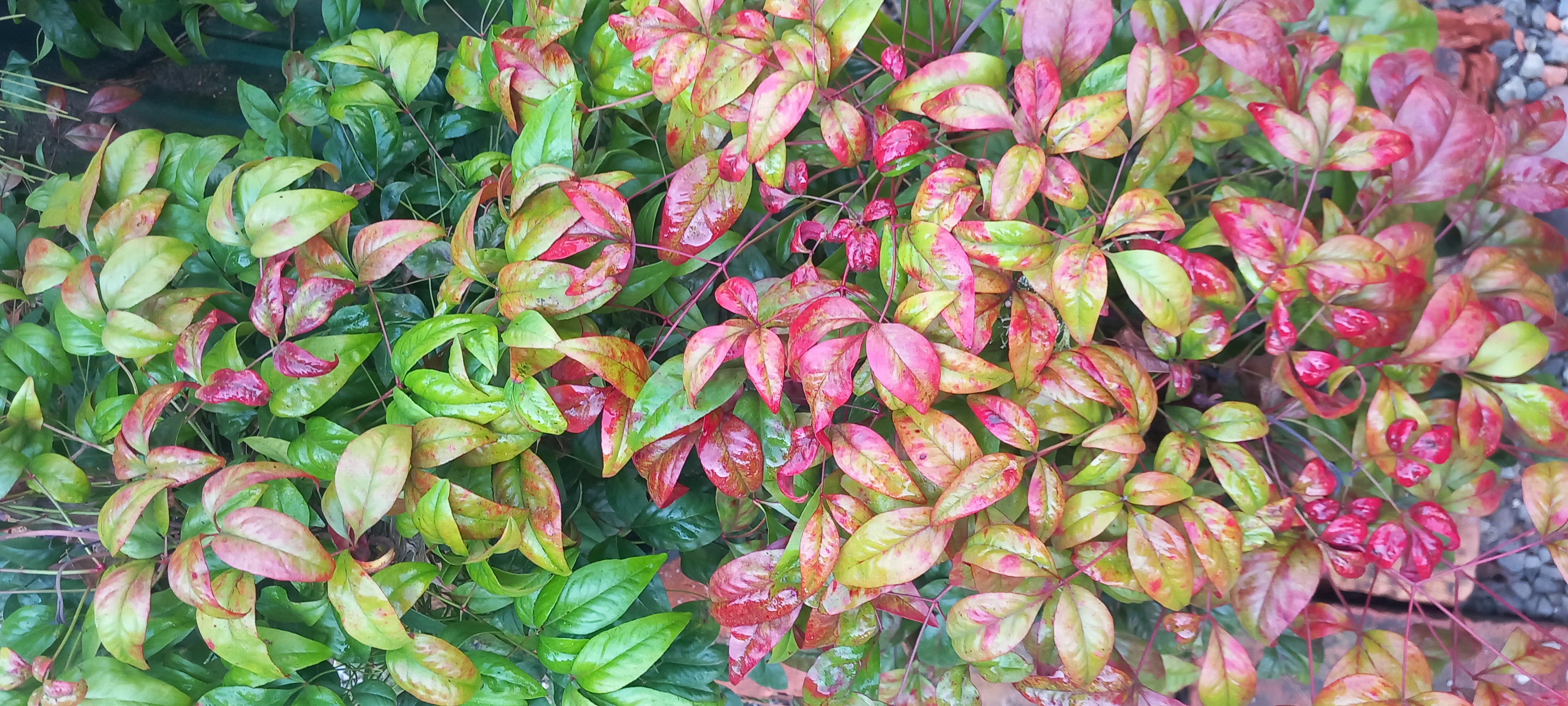 NANDINA DOMESTICA FIRE POWER