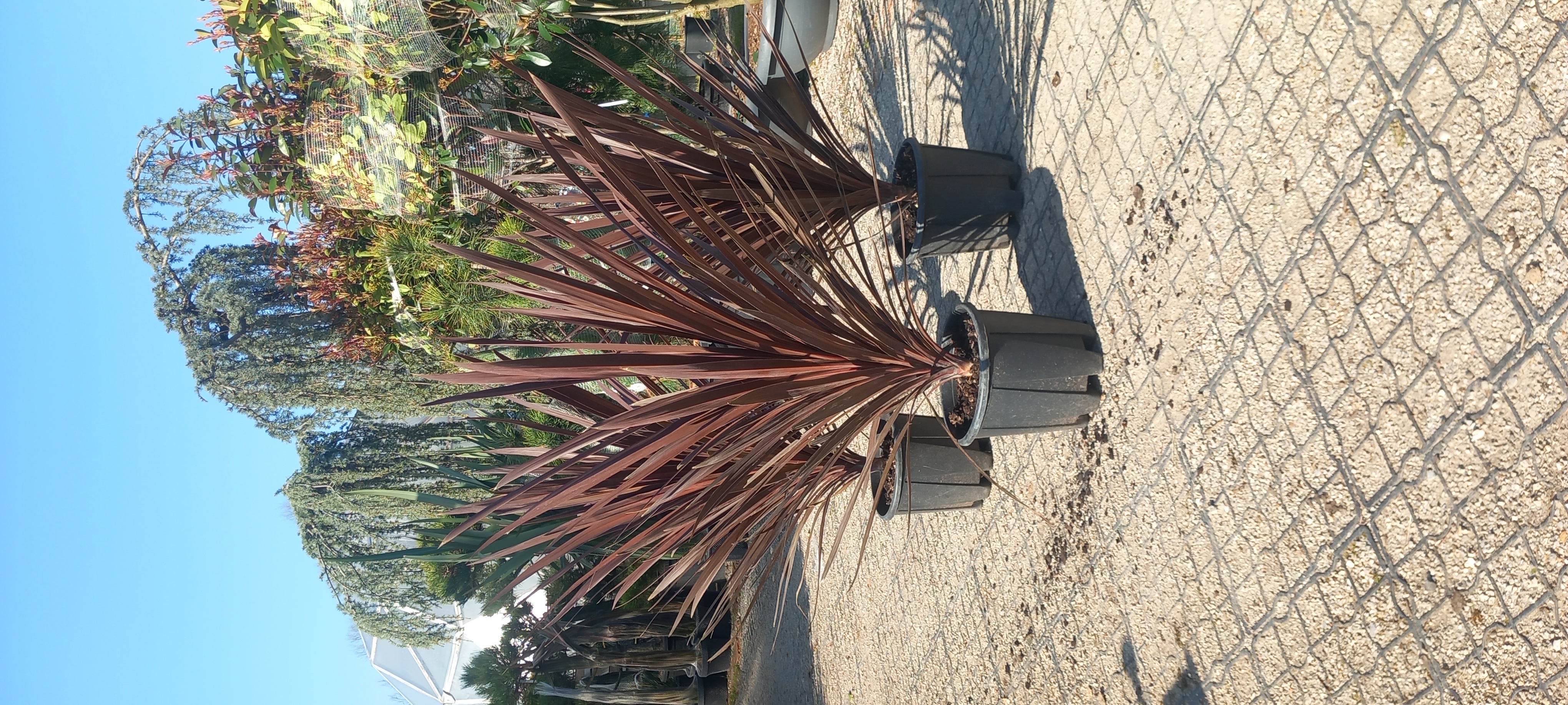 CORDYLINE AUSTRALIS RED STAR
