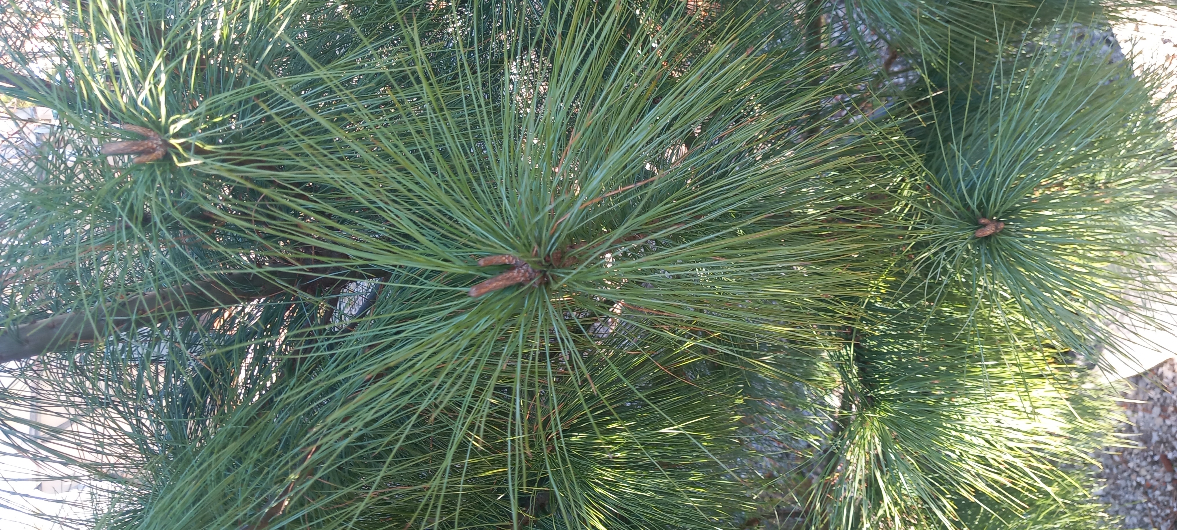 PINUS WALLICHIANA