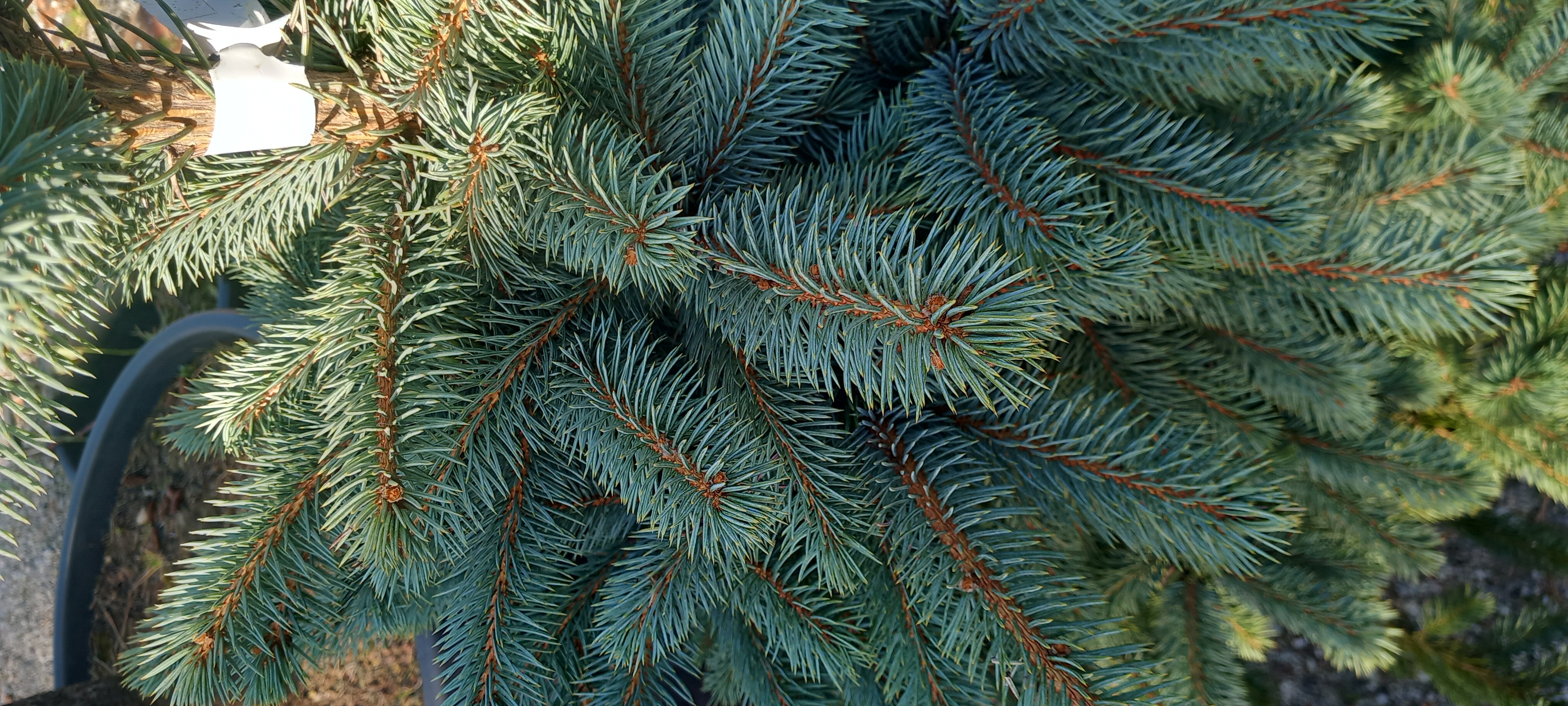 PICEA PUNGENS SUPER BLUE