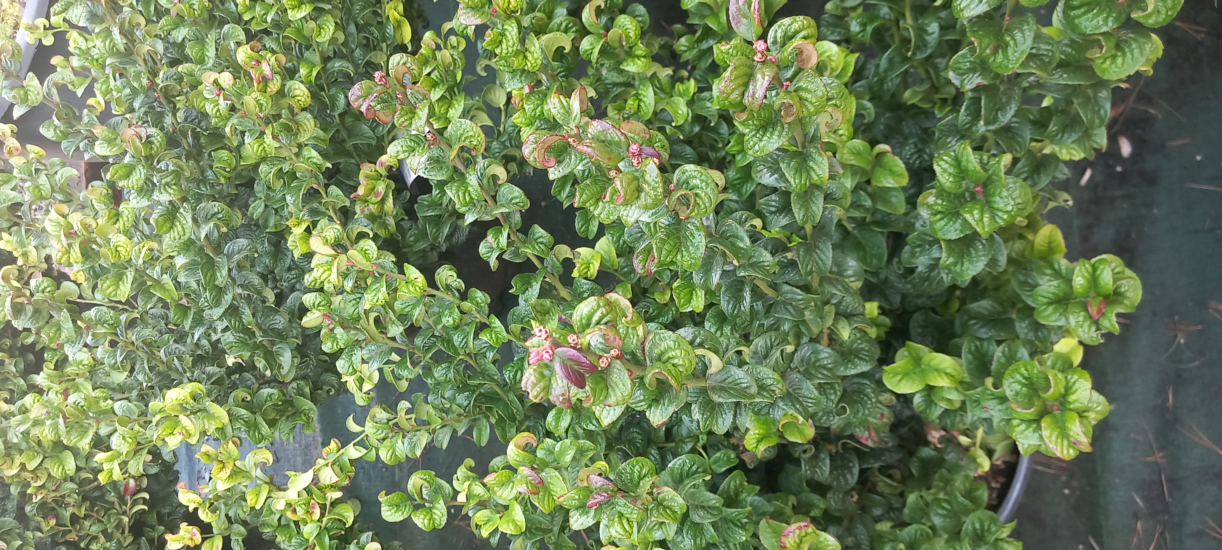 LEUCOTHOE AXILLARIS CURLY RED