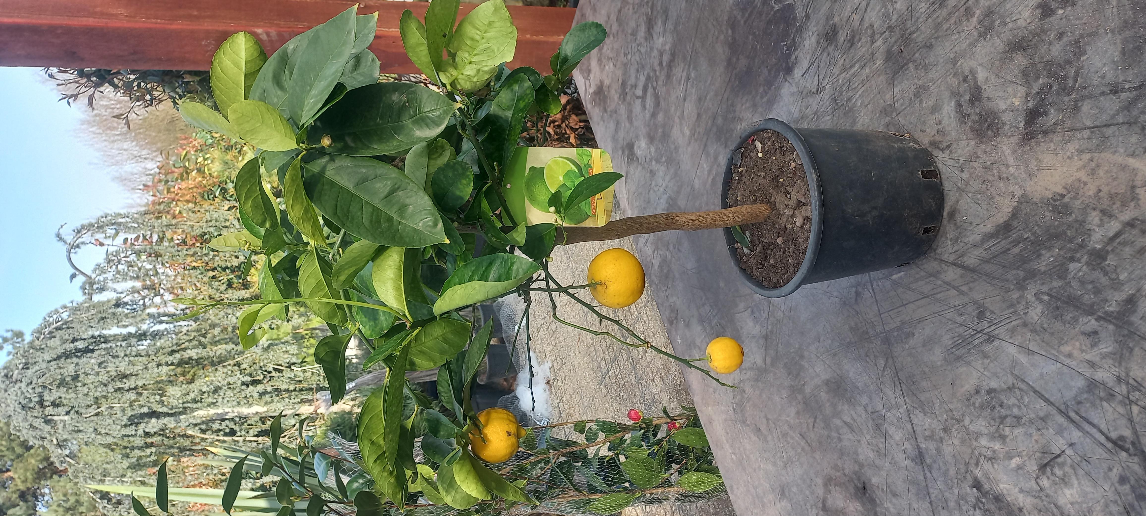 CITRUS X AURANTIFOLIA