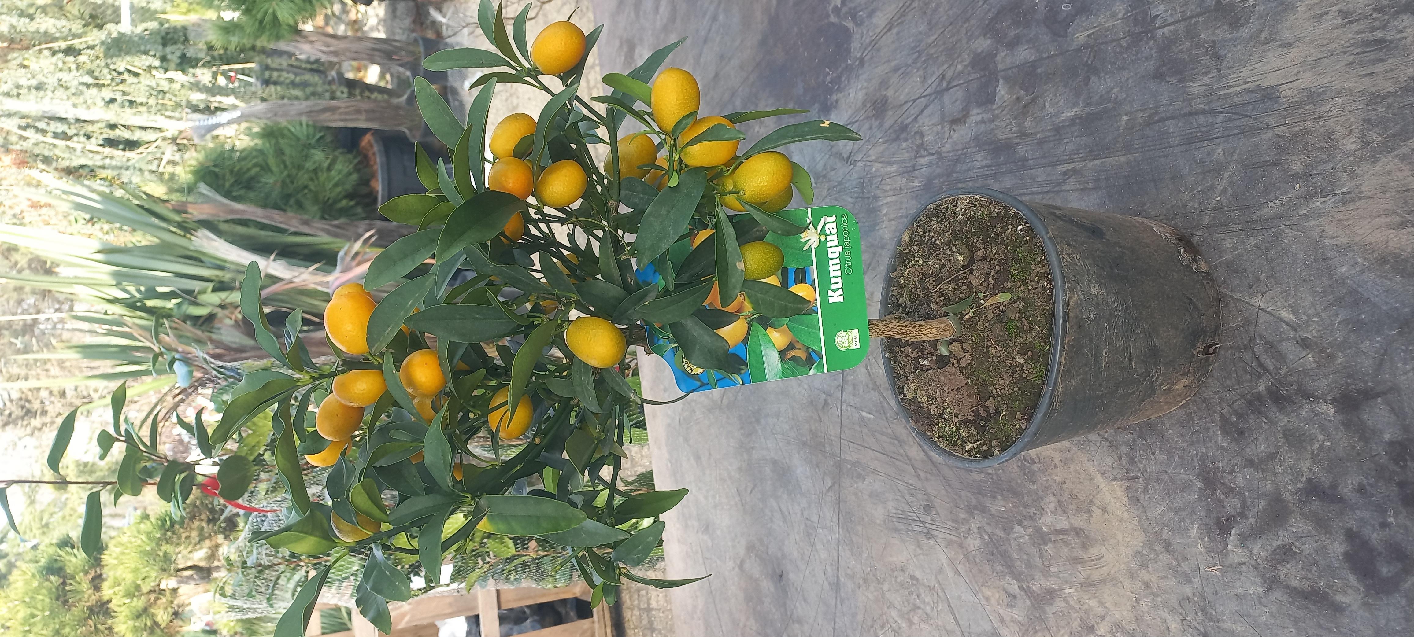 CITRUS JAPONICA (= FORTUNELLA spp.)