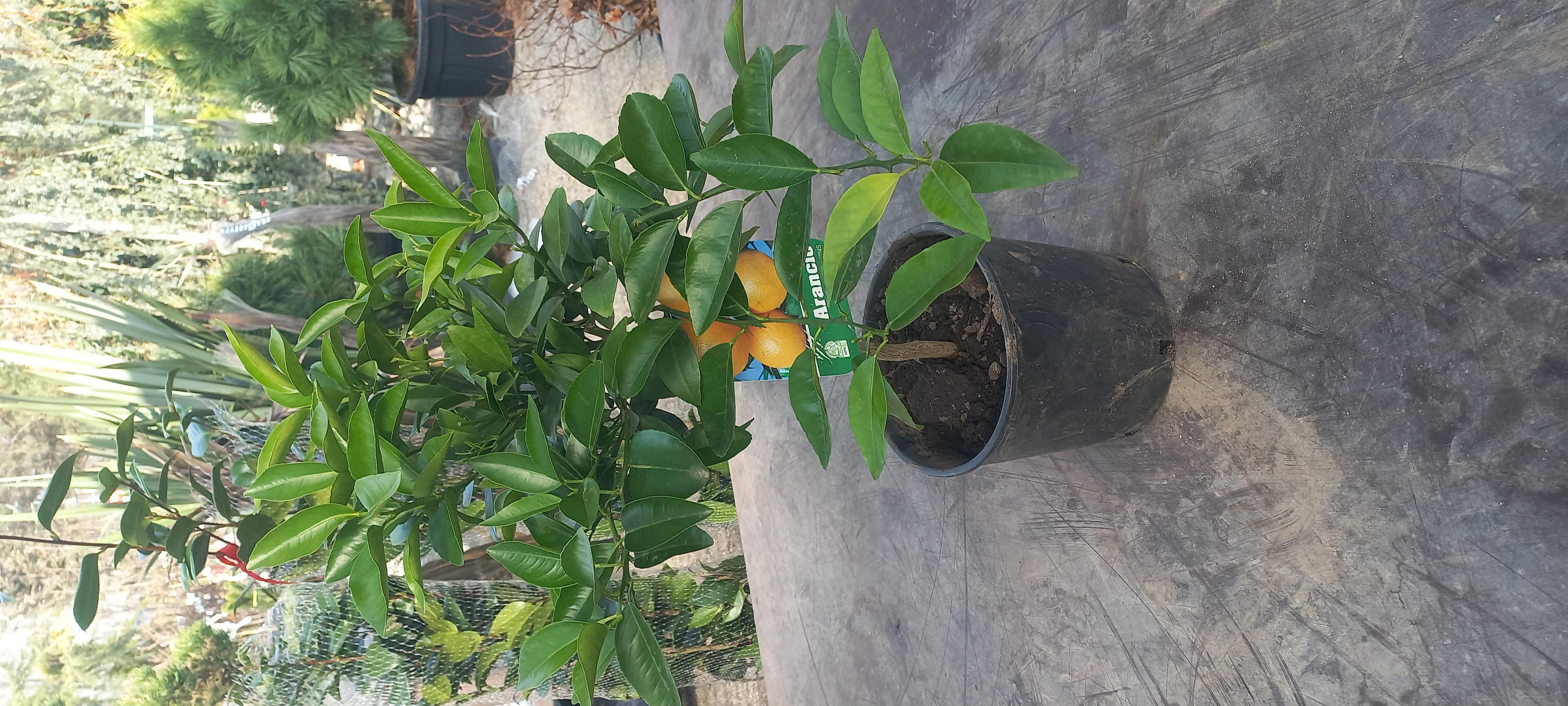 CITRUS X SINENSIS