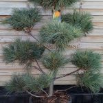 Pinus strobus oblikovan