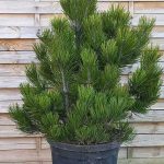 bosanski bor Pinus leucodermis