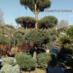 črni bor Pinus nigra oblikovan