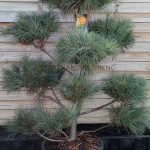 oblikovan zeleni bor Pinus strobus