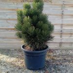 pritlikavi bosanski bor Pinus leucodermis Malinki